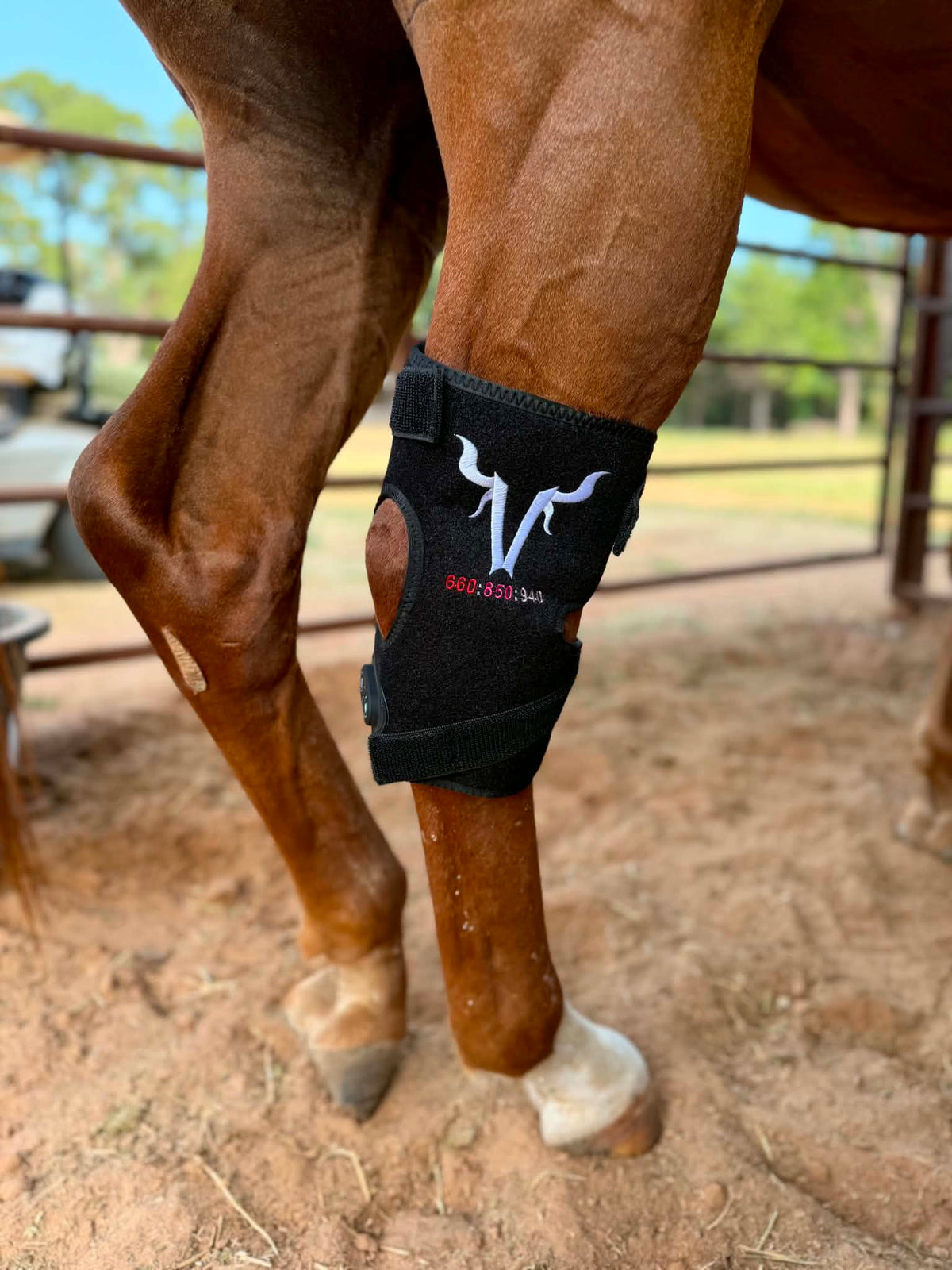 VanHorn 660 850 940 nm equine red light hock wrap fitted on horse