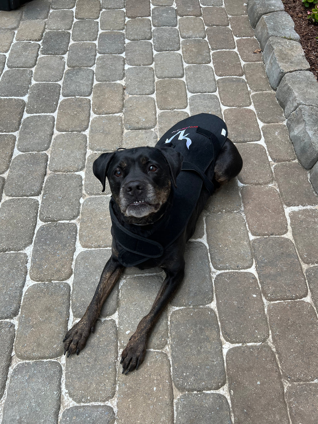 940nm Redlight Dog Blanket