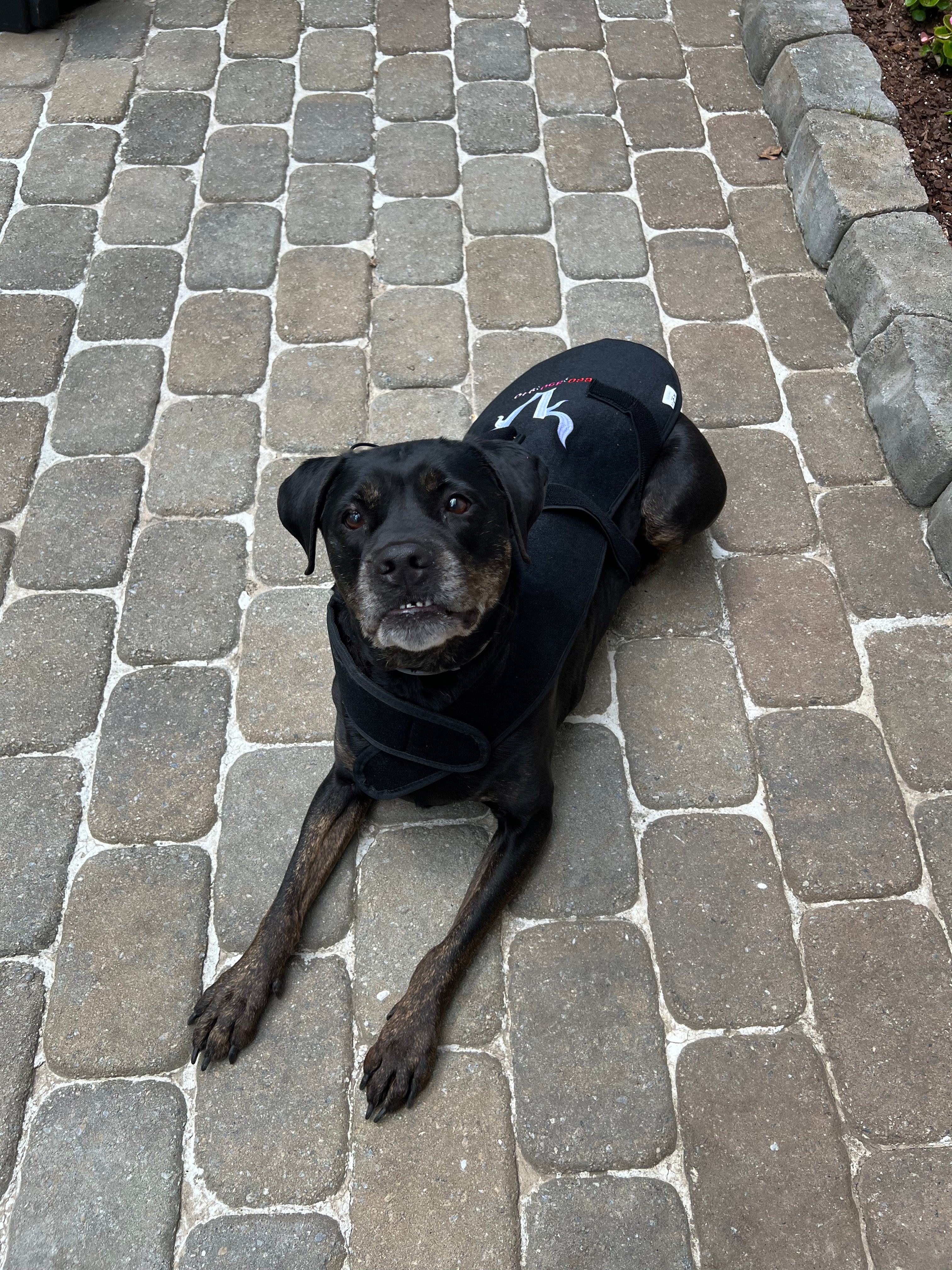 940nm Redlight Dog Blanket